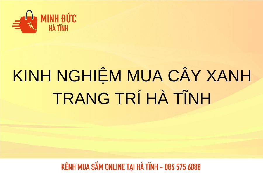 Kinh nghiem mua cay xanh trang tri Ha Tinh