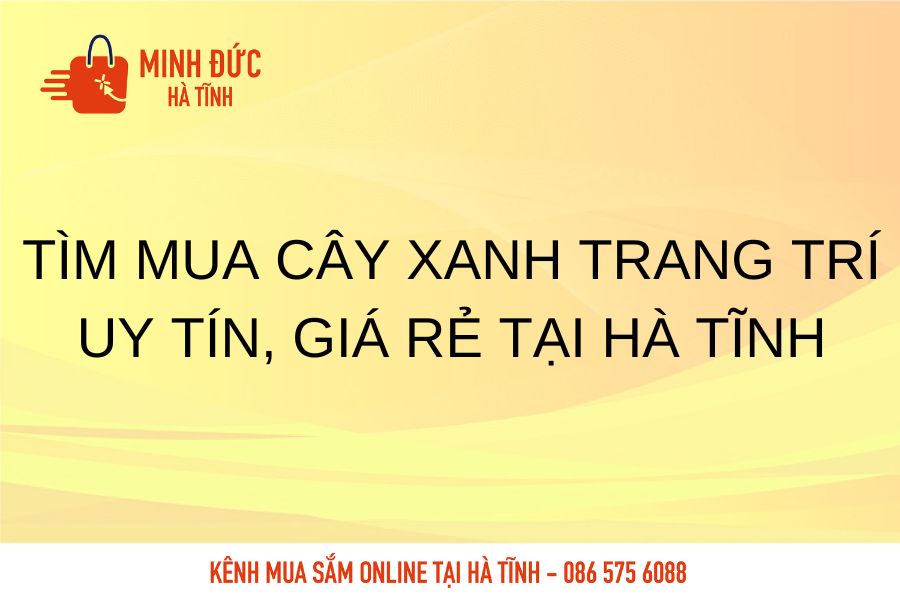 Tim mua cay xanh trang tri uy tin, gia re tai Ha Tinh