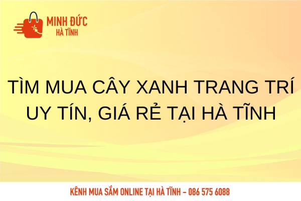 Tìm mua cây xanh trang trí uy tín, giá rẻ tại Hà Tĩnh
