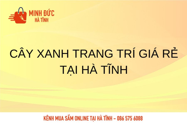 Cây xanh trang trí giá rẻ tại Hà Tĩnh