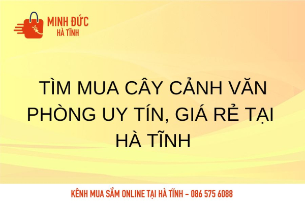 Tìm mua cây cảnh văn phòng uy tín, giá rẻ tại Hà Tĩnh