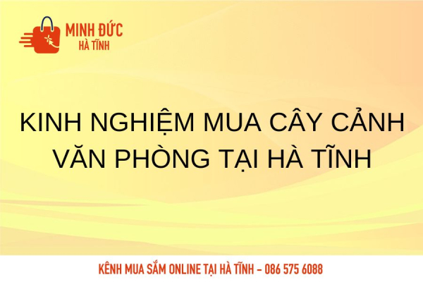 Kinh nghiệm mua cây cảnh văn phòng tại Hà Tĩnh