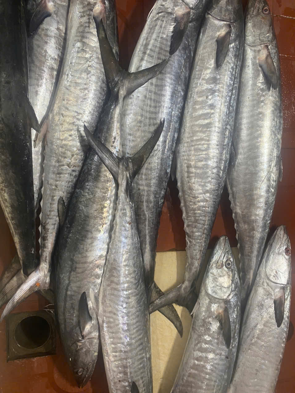 Ca-thu-Hoang-Gia-Lan