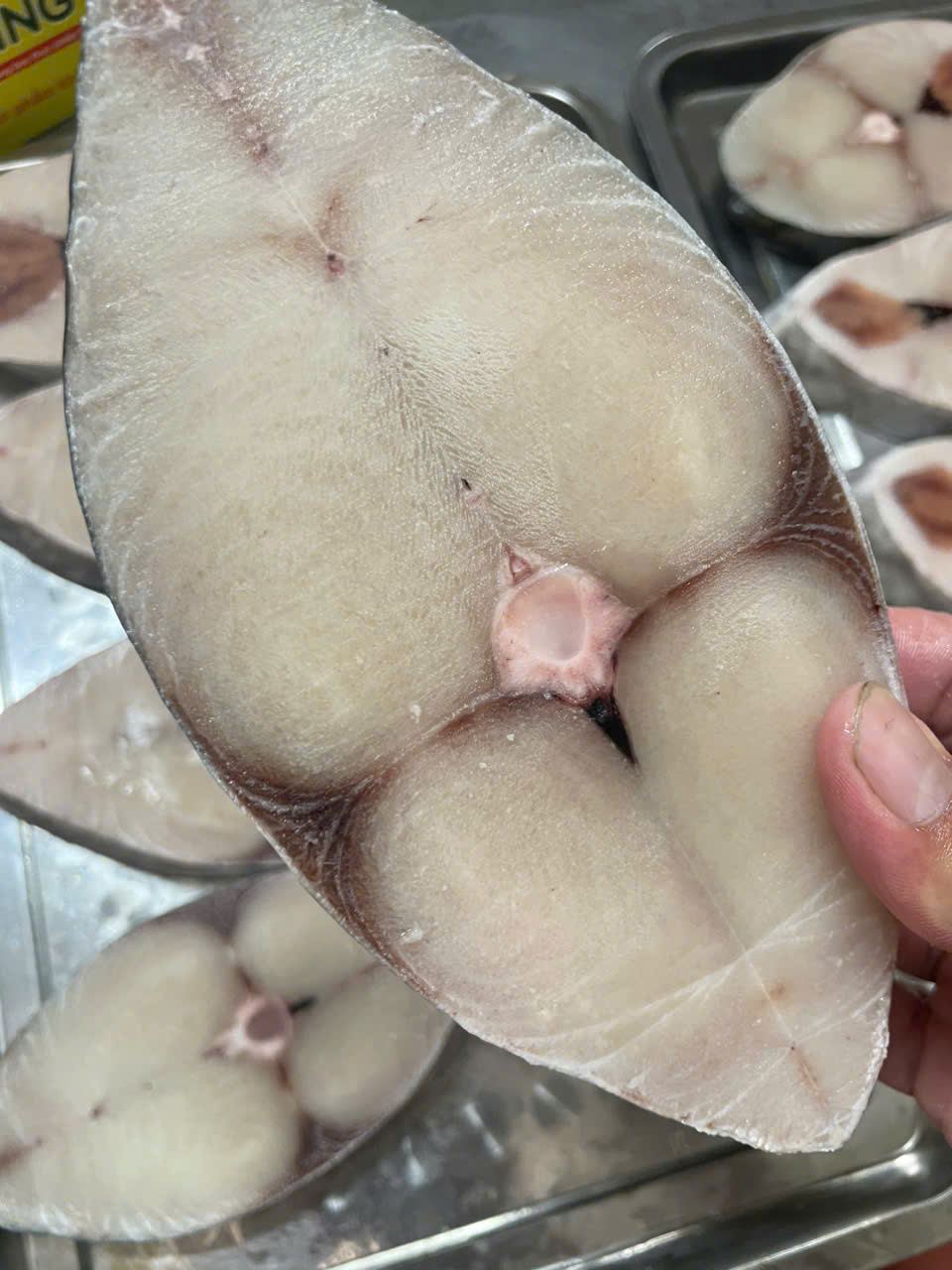 ca-thu-cat-lat-hoang-gia-lan