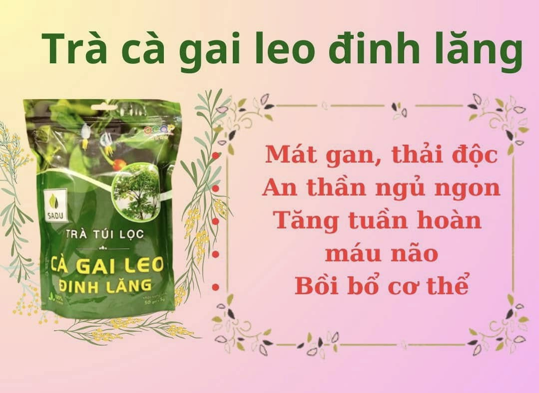 Trà cà gai leo đinh lăng